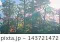 京都の大徳寺の美しい庭園の紅葉 143721472