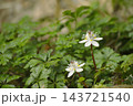 バイカオウレン 143721540