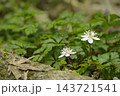 バイカオウレン 143721541