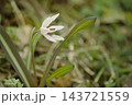 ヒロハノアマナ 143721559