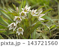 ヒロハノアマナ 143721560