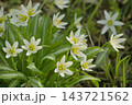 ヒロハノアマナ 143721562