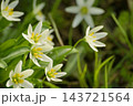 ヒロハノアマナ 143721564
