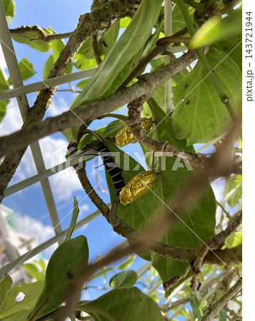 オオゴマダラの幼虫と金色のサナギ オオゴマダラの幼虫と金色のサナギ 143721944
