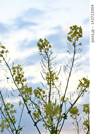 青空に向かって伸びる菜の花 143722004