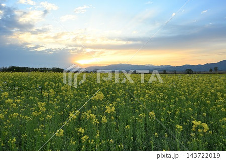 福島潟に広がる菜の花畑と飯豊連峰(新潟県新潟市北区) 福島潟に広がる菜の花畑と飯豊連峰(新潟県新潟市北区) 143722019