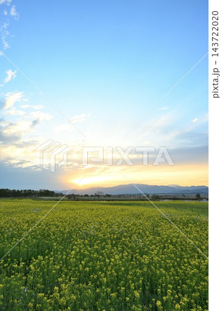 福島潟に広がる菜の花畑と飯豊連峰(新潟県新潟市北区) 福島潟に広がる菜の花畑と飯豊連峰(新潟県新潟市北区) 143722020