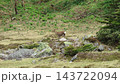 新緑の草地に立つシカと、手前の苔むした岩 143722094