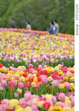 国営越後丘陵公園の花の丘に広がるチューリップ(新潟県長岡市) 国営越後丘陵公園の花の丘に広がるチューリップ(新潟県長岡市) 143722265