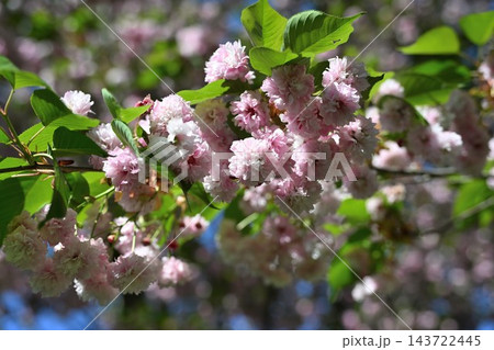 梅護寺に咲く数珠掛桜の花(新潟県阿賀野市) 梅護寺に咲く数珠掛桜の花(新潟県阿賀野市) 143722445
