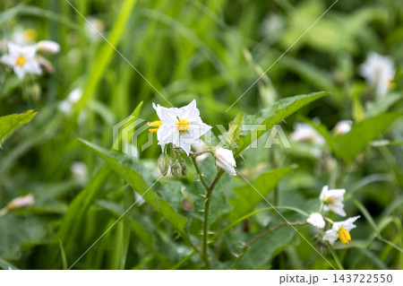 緑の草むらの中で鋭いトゲのある茎に咲くワルナスビの白い花 143722550