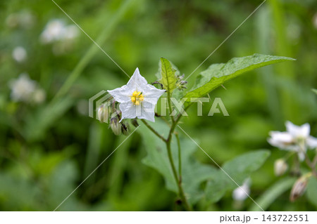 緑の草むらの中で鋭いトゲのある茎に咲くワルナスビの白い花 緑の草むらの中で鋭いトゲのある茎に咲くワルナスビの白い花 143722551