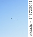 青空の下を飛ぶ渡り鳥 143723041