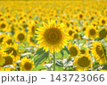 一面に咲き誇ったひまわり畑 143723066