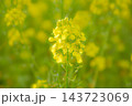 見頃を迎えた菜の花畑 143723069
