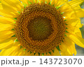 ドアップの向日葵 143723070