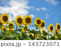 可憐に咲く向日葵 143723071