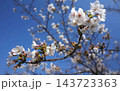 青空の中に映える桜 143723363