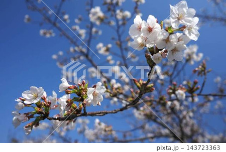青空の中に映える桜 青空の中に映える桜 143723363