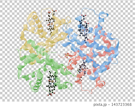 氧結合血紅素蛋白結構的3DCG帶狀模型(透明背景) 氧結合血紅素蛋白結構的3DCG帶狀模型(透明背景) 143723368