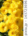 Bright yellow pompon chrysanthemum flowers blooming in garden, autumn background, decorative plant 143723696