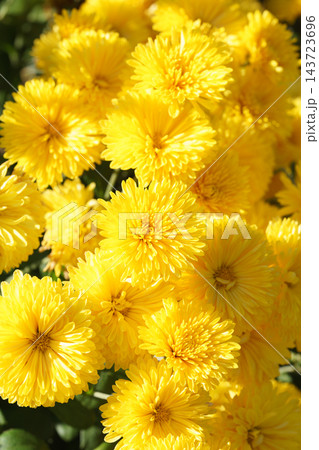 Bright yellow pompon chrysanthemum flowers blooming in garden, autumn background, decorative plant 143723696