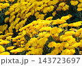 Bright yellow pompon chrysanthemum flowers blooming in garden, autumn background, decorative plant 143723697