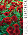 Red decorative chrysanthemum morifolium, garden mum flowers blooming in garden, floral background 143723698