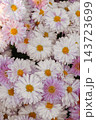 Soft pink and white garden chrysanthemum morifolium flowers blooming in autumn sunny garden 143723699