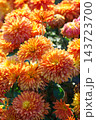 Orange double chrysanthemum morifolium, garden mum flowers with buds blooming in autumn garden 143723700