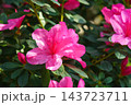 Pink Azalea Ericaceae Rhododendron indicum flower in garden, greenhouse on green foliage background 143723711