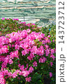 Pink Azalea Ericaceae Rhododendron indicum flowers in garden, greenhouse on green foliage background 143723712