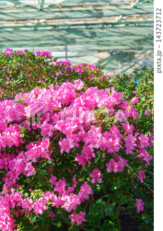 Pink Azalea Ericaceae Rhododendron indicum flowers in garden, greenhouse on green foliage background 143723712