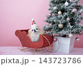 クリスマスツリーとソリに乗ったチワワ 143723786