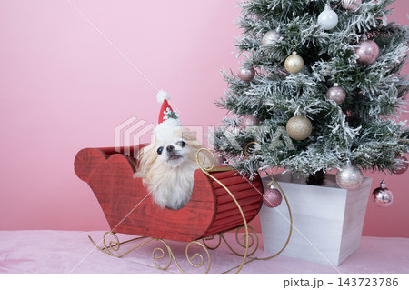 クリスマスツリーとソリに乗ったチワワ クリスマスツリーとソリに乗ったチワワ 143723786