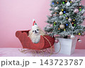 クリスマスツリーとソリに乗ったチワワ 143723787