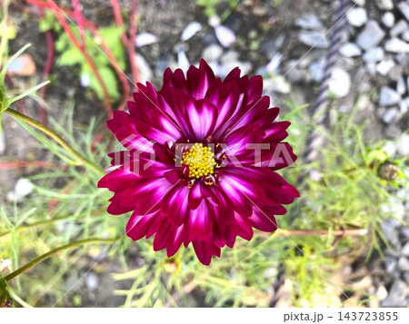 見応えのあるコスモスの花 143723855