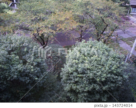 上空から撮影した木々と公園の景観 上空から撮影した木々と公園の景観 143724014