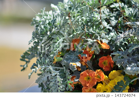 A vibrant and textured close-up of a lush plant arrangement in a pot against a softly blurred background A vibrant and textured close-up of a lush plant arrangement in a pot against a softly blurred background 143724074