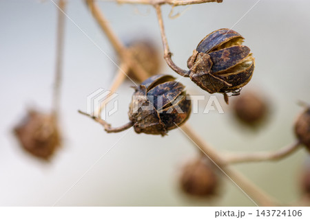 A close-up macro view of dried seed pods hanging from thin pale brown stems 143724106