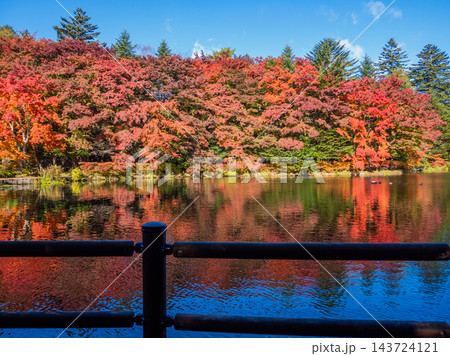 見頃を迎えた雲場池の真っ赤な紅葉 143724121
