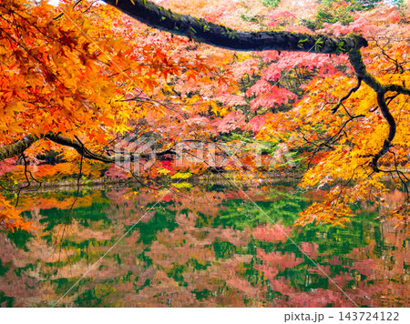 赤と緑が彩る雲場池の紅葉リフレクション 143724122