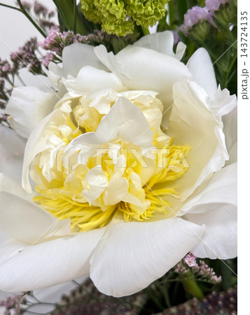 White Peony Flower Close Up with Yellow Center. White Peony Flower Close Up with Yellow Center. 143724135