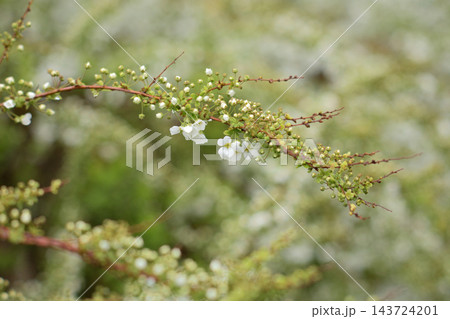 A close-up photograph of a flowering plant branch, likely a wild cherry or similar shrub 143724201