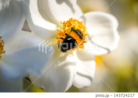 眩しい秋～秋明菊と花虻～ 143724217