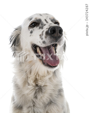 english setter in studio english setter in studio 143724287