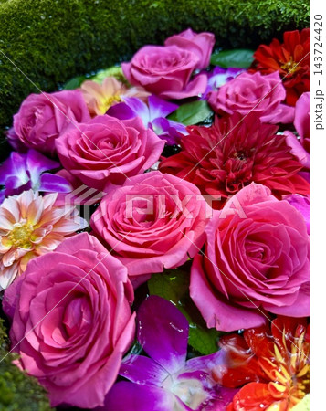 10月の華やかな花手水(バラ・ダリア・ラン/デンファレ・ジニア/百日草)〈菅生神社/愛知県岡崎市〉 10月の華やかな花手水(バラ・ダリア・ラン/デンファレ・ジニア/百日草)〈菅生神社/愛知県岡崎市〉 143724420