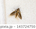 白い外壁に止まる背中の縦縞模様が特徴的なセスジスズメの成虫 143724750
