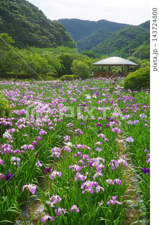 満開を迎える花菖蒲園 満開を迎える花菖蒲園 143724800