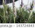 ラベンダーの蕾と開花し始めた紫色の花 143724843